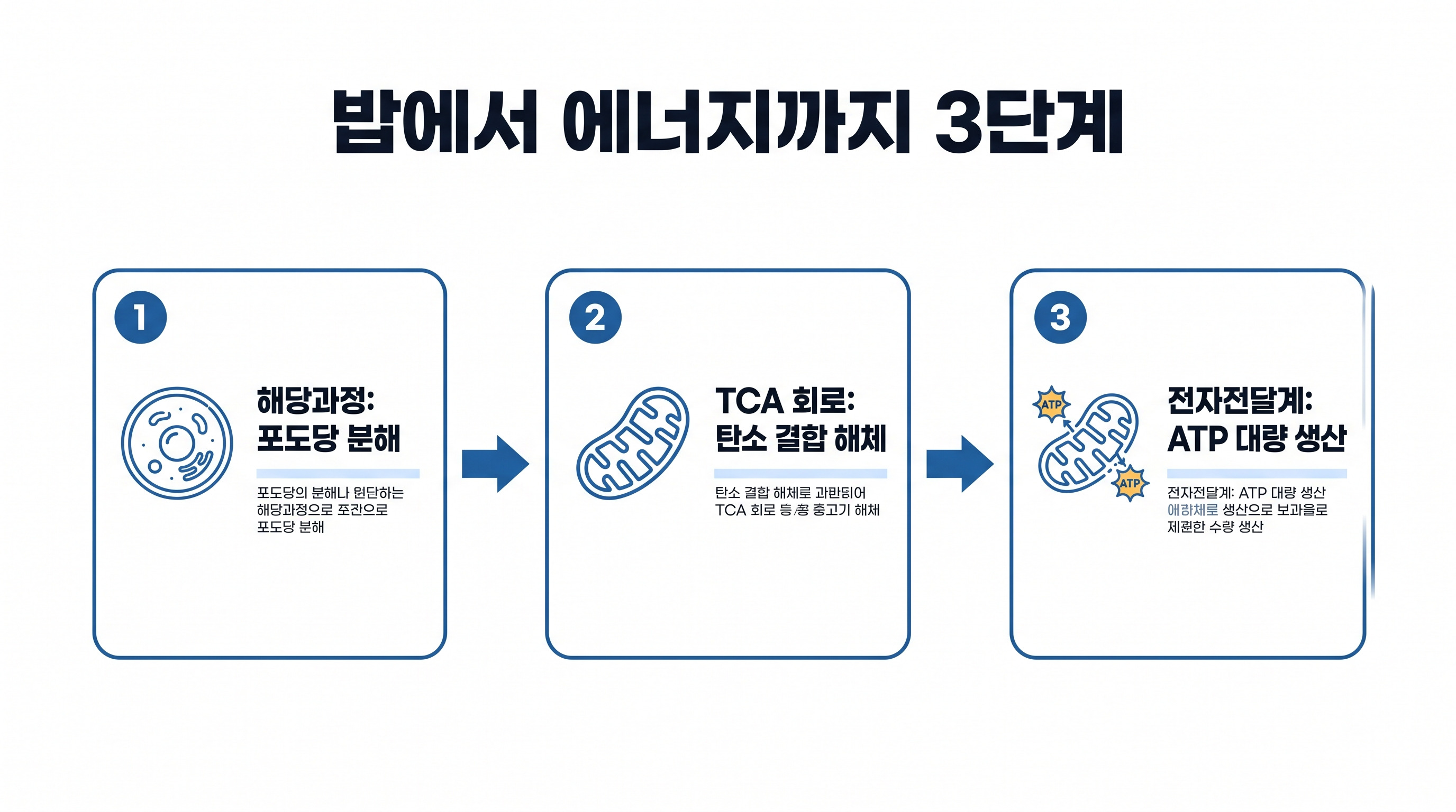 포도당이 세포 호흡 3단계를 거쳐 에너지(ATP)로 전환되는 과정